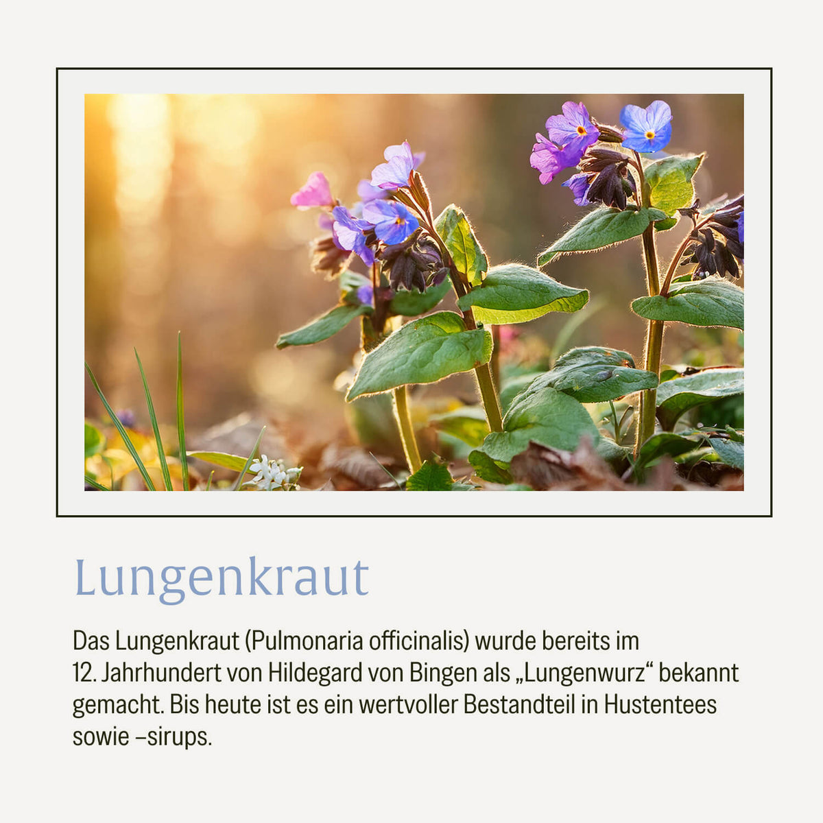 LUKR_Lungenkraut_Creative_Onlineshop_Zusatz_3ae56187-917b-46e0-a654-510fe2ecb996