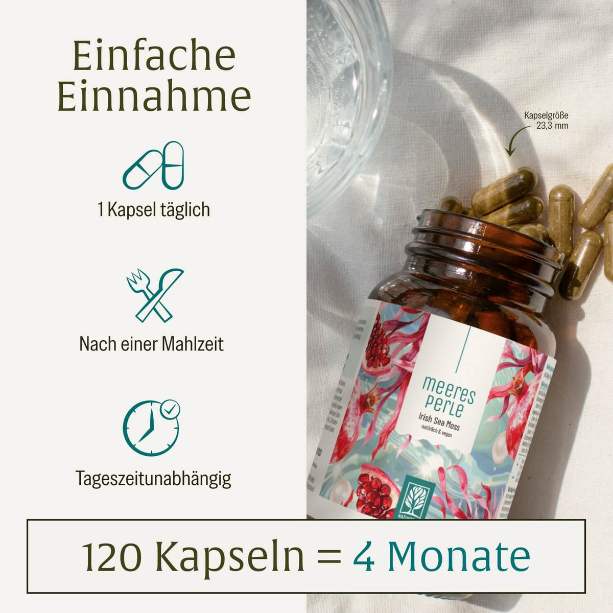 Meeresperle Irish Sea Moss Einnahme