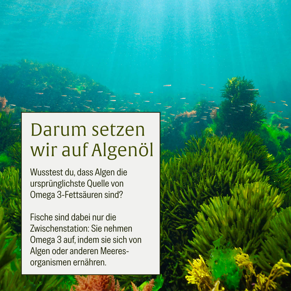 Omega 3 Familien Sparpaket: Algenkraft & Algenknirps