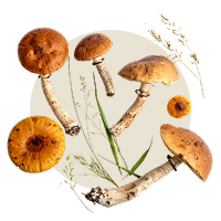 Pilze