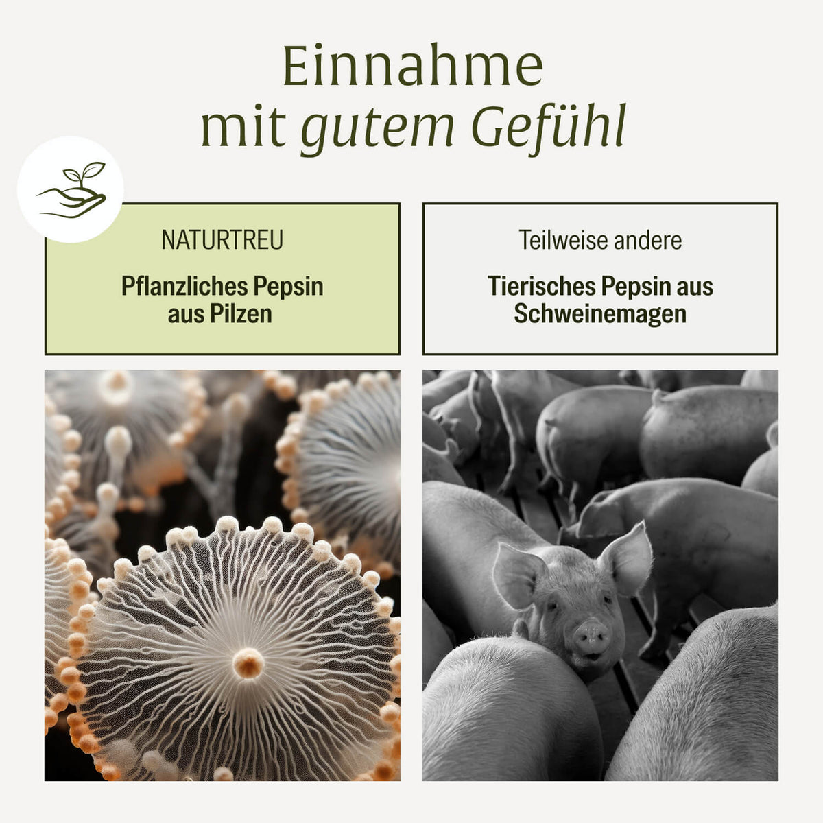 magenbalance veganerbetain hci komplexv ergleichstabellejpg
