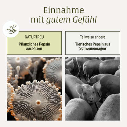 magenbalance veganerbetain hci komplexv ergleichstabellejpg